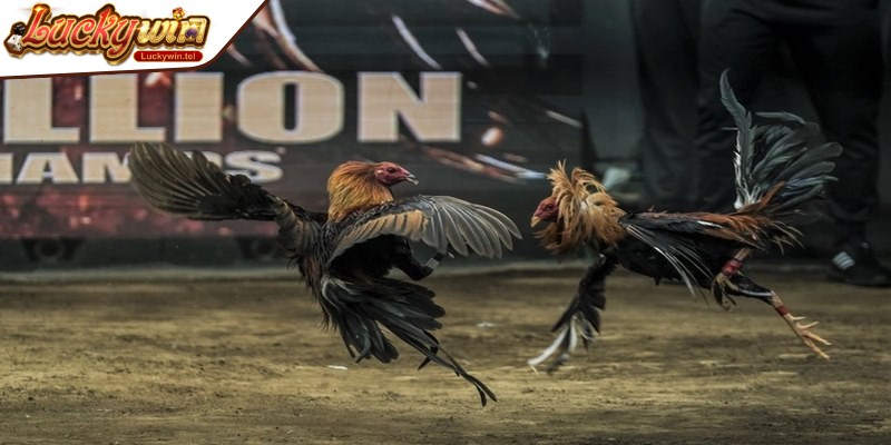 Nắm vững luật chơi và quy định trong đá gà Campuchia