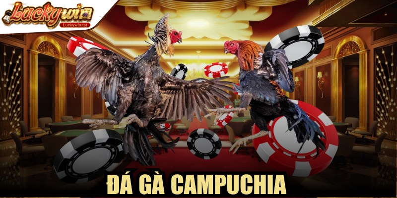 Đá Gà Campuchia