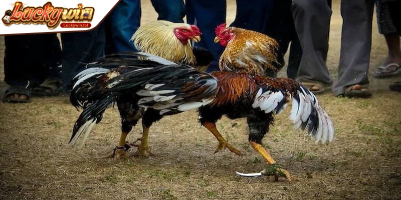 Đá gà cựa dao là hình thức thi đấu giữa hai chiến kê được trang bị thêm cựa sắt