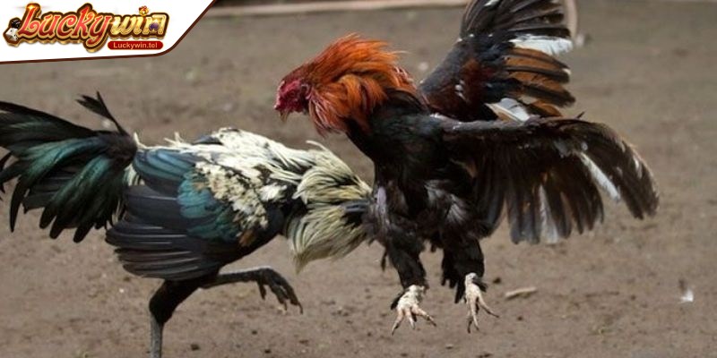 Vận dụng kinh nghiệm từ cao thủ, nâng cao hiệu quả từ việc đặt cược đá gà