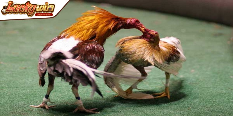 Săn thưởng khủng qua việc học hỏi những mẹo chơi hay nhất từ cao thủ