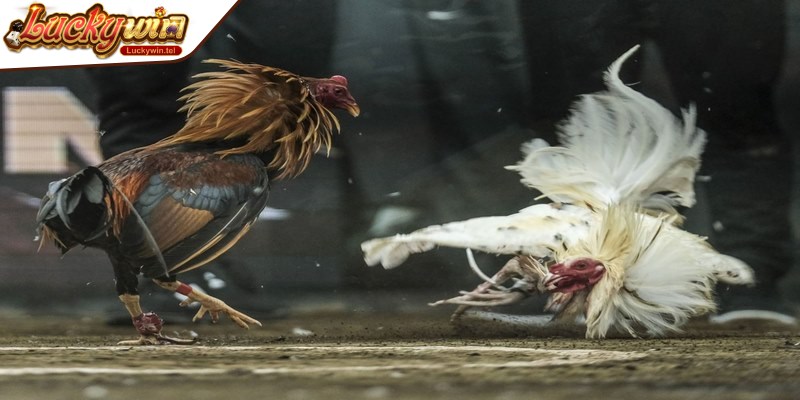 Đá gà Philippines trở thành một nét đặc trưng trong văn hóa giải trí