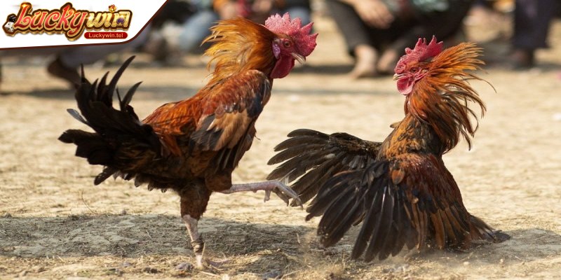 Theo dõi một số kinh nghiệm từ cao thủ nhằm tối ưu hóa trong việc đặt cược